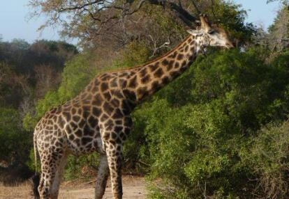Voyage en Afrique du Sud de Frédéric et Stéphanie F.