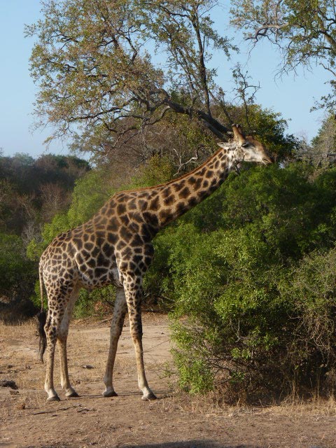 Voyage en Afrique du Sud de Frédéric et Stéphanie F.
