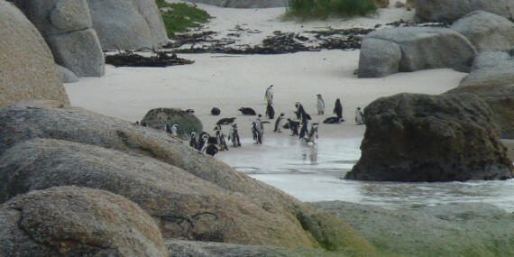 Voyage en Afrique du Sud de Frédéric et Stéphanie F.