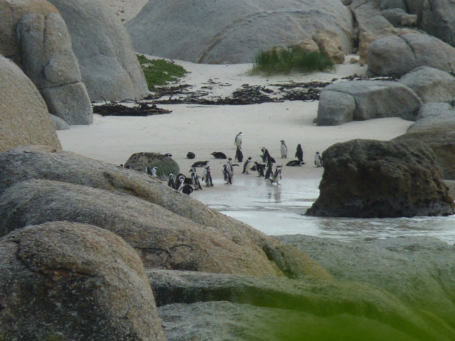Voyage en Afrique du Sud de Frédéric et Stéphanie F.