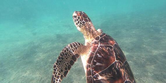 Voyage au Sultanat d'Oman de Georges D.