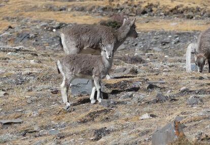 Voyage en Chine et au Tibet de Daniel M.