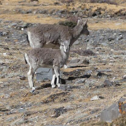 Voyage en Chine et au Tibet de Daniel M.