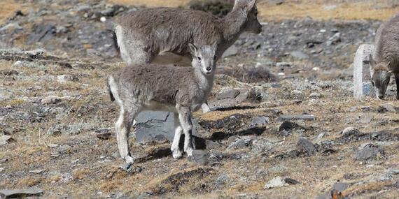 Voyage en Chine et au Tibet de Daniel M.