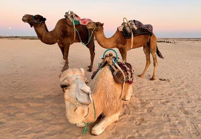 Voyage en Tunisie de Jean L.