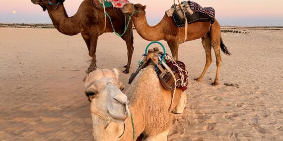 Voyage en Tunisie de Jean L.