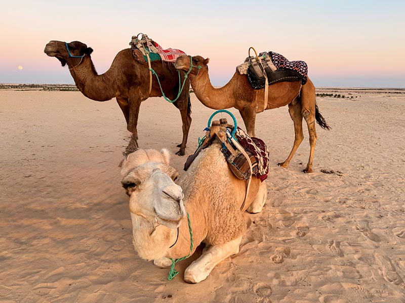 Voyage en Tunisie de Jean L.