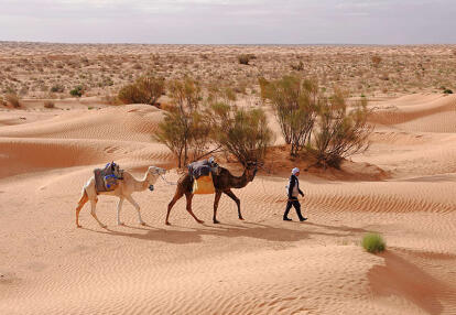 Voyage en Tunisie d'Alain T.