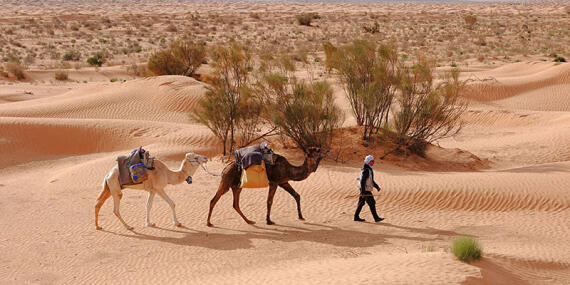Voyage en Tunisie d'Alain T.