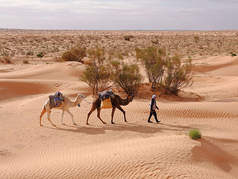 Voyage en Tunisie d'Alain T.