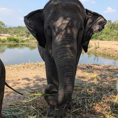 Voyage en Thaïlande de Virginie G.