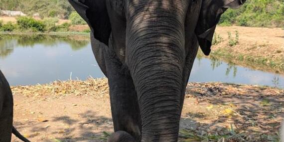Voyage en Thaïlande de Virginie G.
