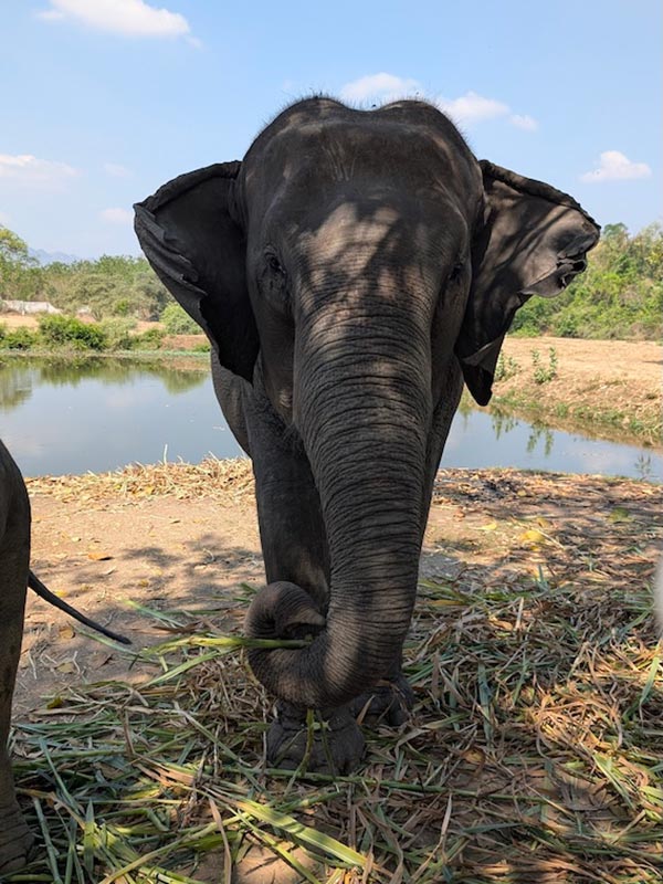 Voyage en Thaïlande de Virginie G.