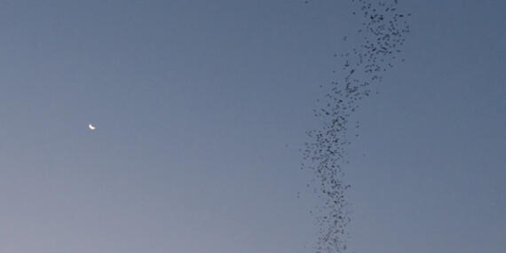 Voyage en Thaïlande de Virginie G.