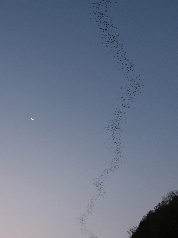 Voyage en Thaïlande de Virginie G.