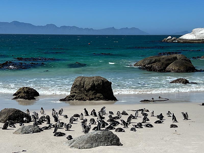 Voyage en Afrique du Sud de Maryse R.