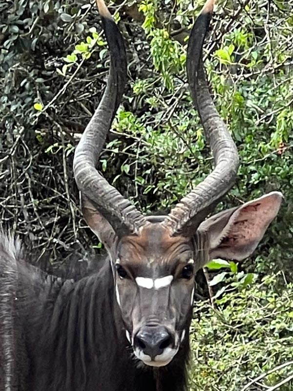 Voyage en Afrique du Sud de Maryse R.