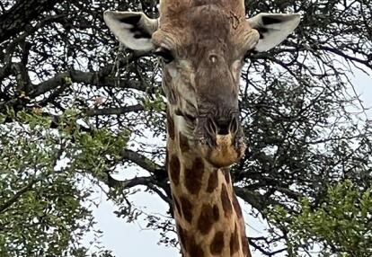 Voyage en Afrique du Sud de Maryse R.