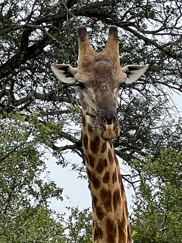 Voyage en Afrique du Sud de Maryse R.