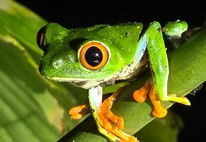 Voyage au Costa Rica du Groupe d'Annie V.