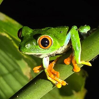 Voyage au Costa Rica du Groupe d'Annie V.