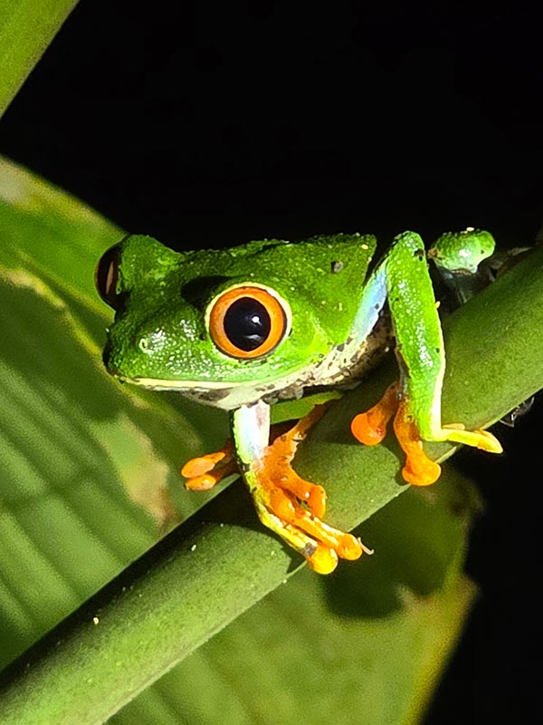 Voyage au Costa Rica du Groupe d'Annie V.
