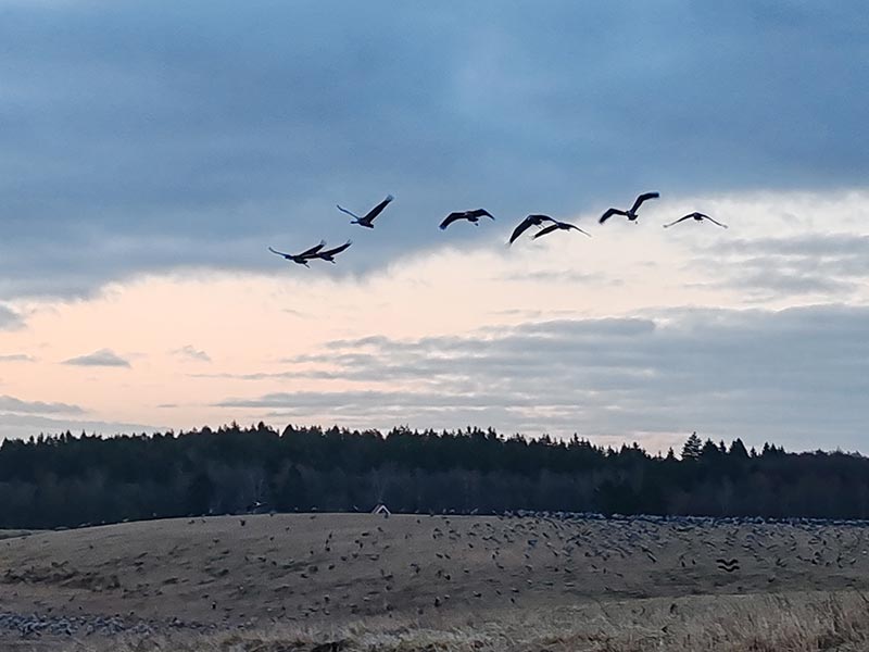 Voyage en Suède de Jean-Michel M.