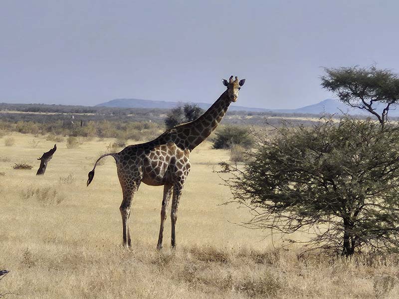 Voyage en Namibie d'Hélène G.