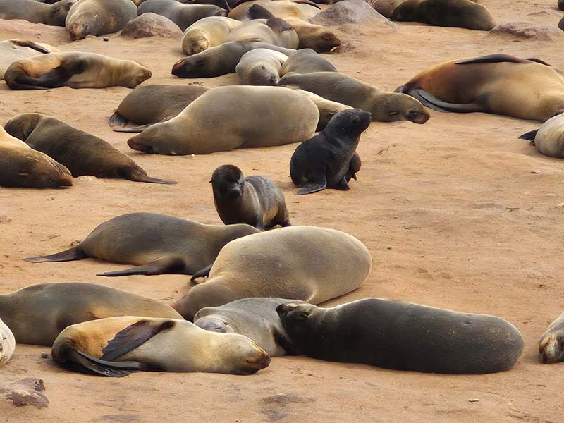 Voyage en Namibie d'Hélène G.