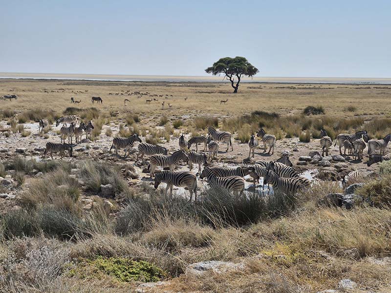Voyage en Namibie d'Hélène G.