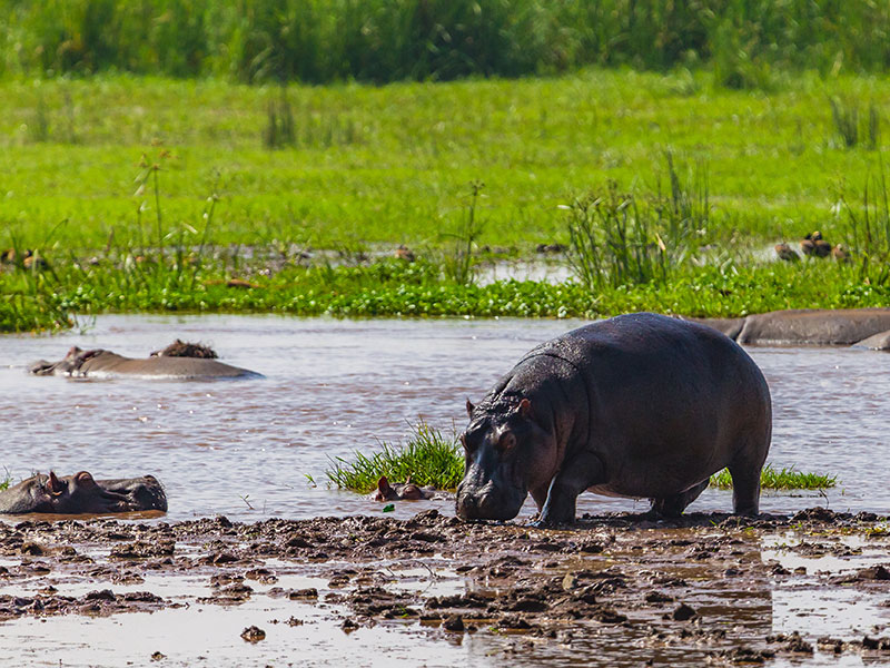 Voyage en Tanzanie de Lucas