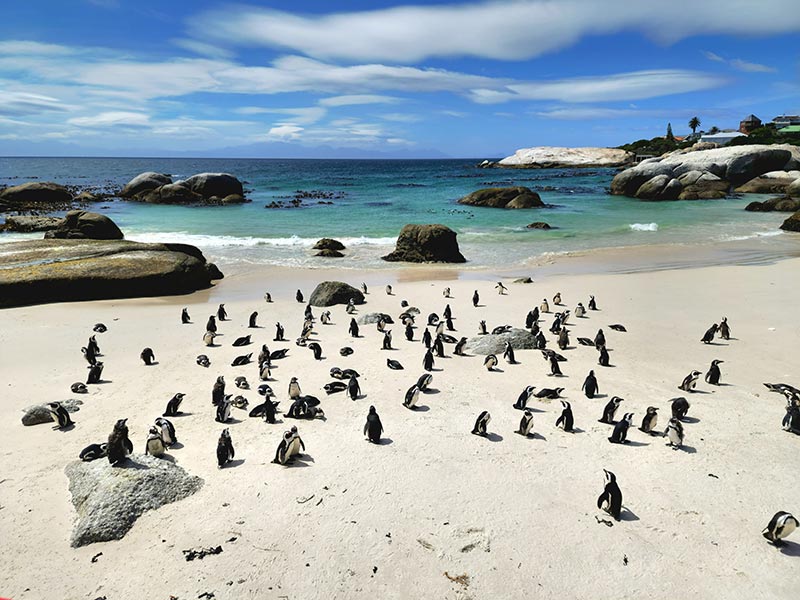 Voyage en Afrique du Sud de Camille H.