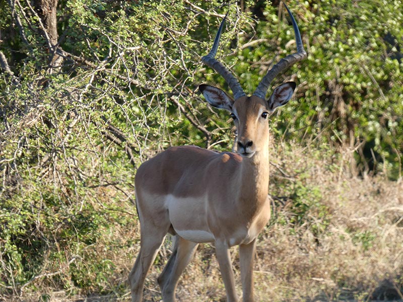 Voyage en Afrique du Sud de Camille H.
