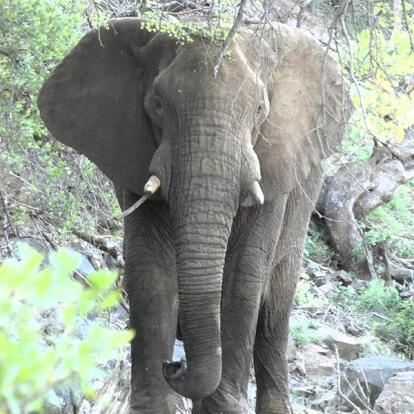 Voyage en Afrique du Sud de Camille H.