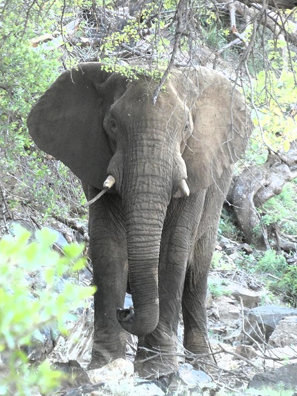 Voyage en Afrique du Sud de Camille H.