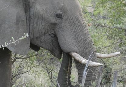 Voyage en Afrique du Sud de Camille H.
