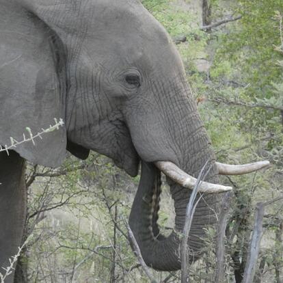 Voyage en Afrique du Sud de Camille H.