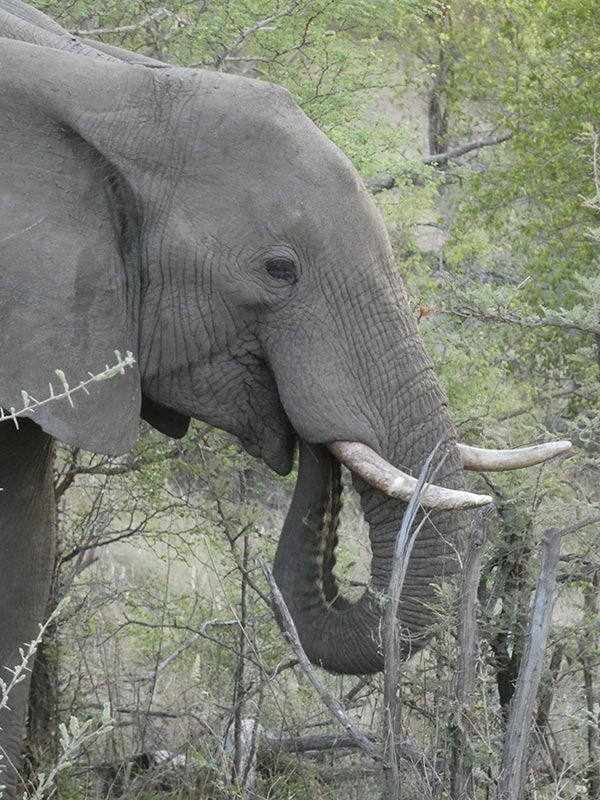Voyage en Afrique du Sud de Camille H.
