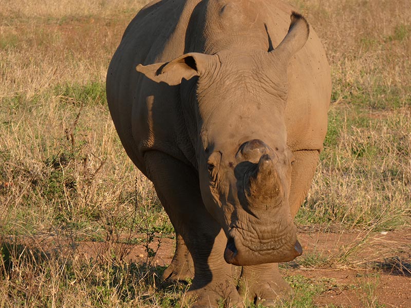 Voyage en Afrique du Sud de Camille H.