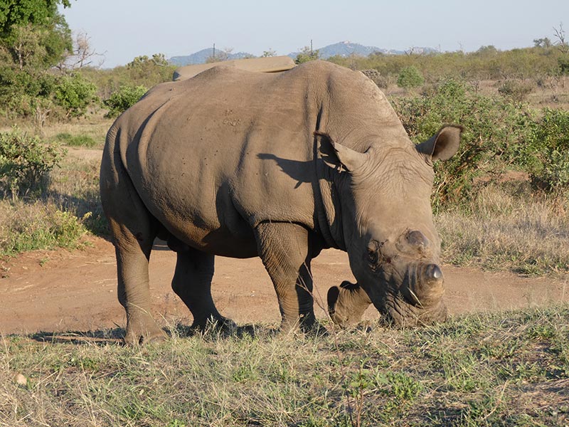 Voyage en Afrique du Sud de Camille H.