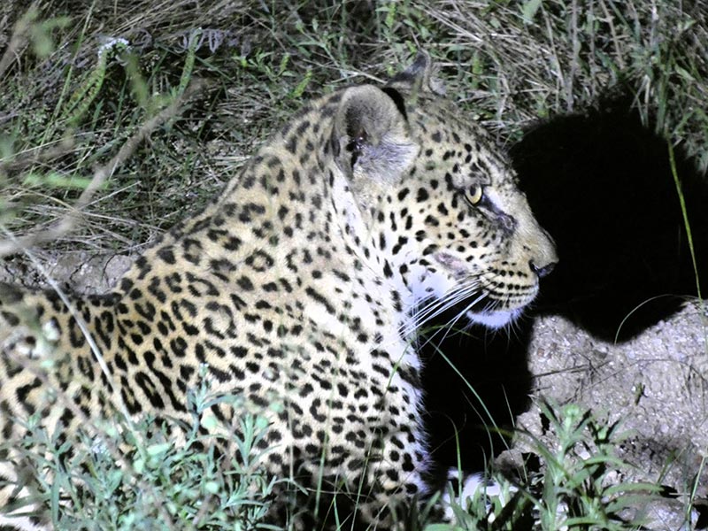 Voyage en Afrique du Sud de Camille H.