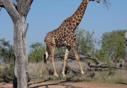 Voyage en Afrique du Sud de Camille H.