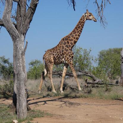 Voyage en Afrique du Sud de Camille H.