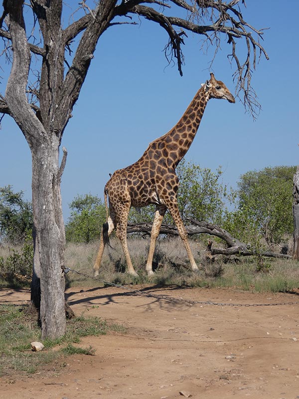 Voyage en Afrique du Sud de Camille H.