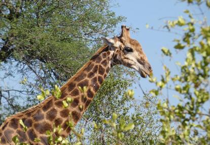 Voyage en Afrique du Sud de Camille H.