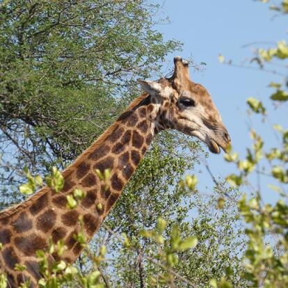 Voyage en Afrique du Sud de Camille H.