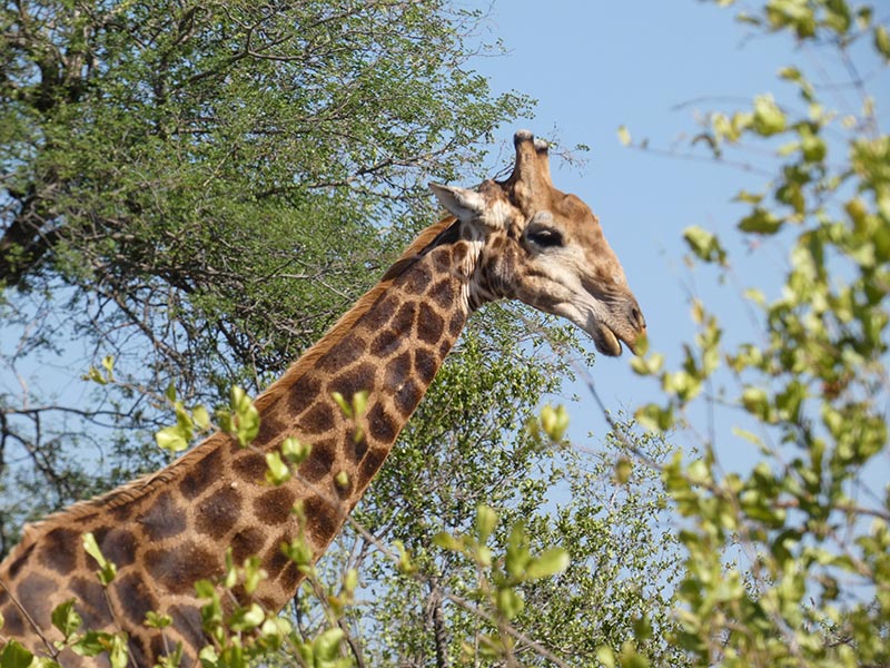 Voyage en Afrique du Sud de Camille H.