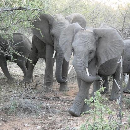 Voyage en Afrique du Sud de Camille H.
