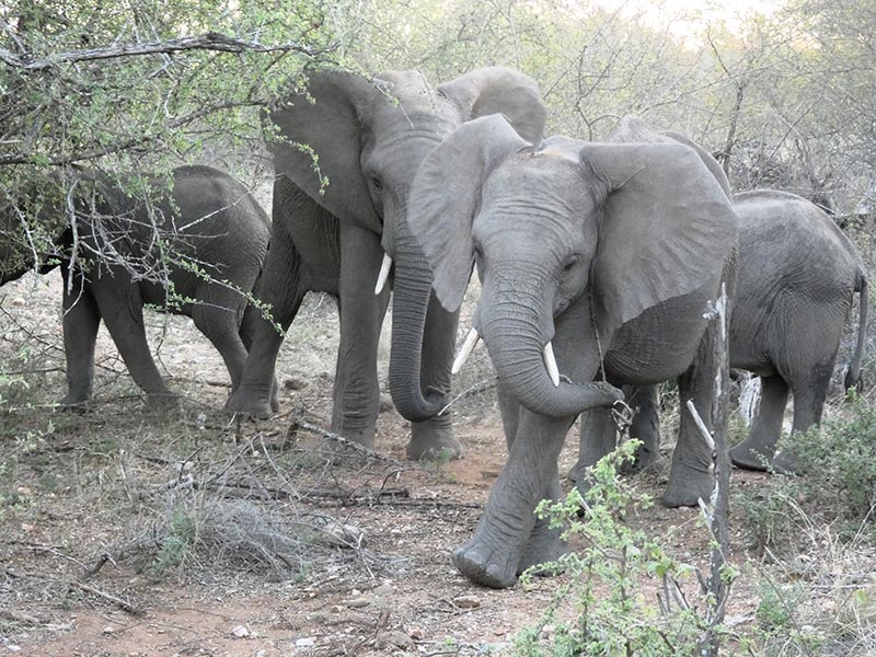 Voyage en Afrique du Sud de Camille H.