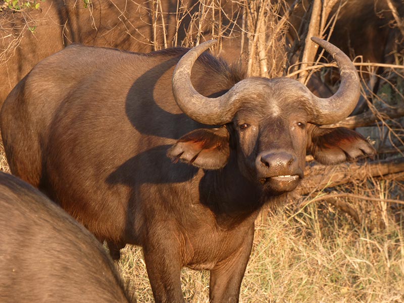 Voyage en Afrique du Sud de Camille H.